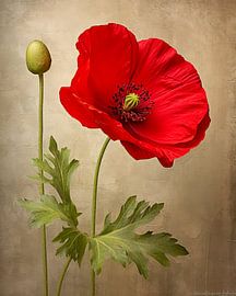 Red poppy with a bud on a warm background