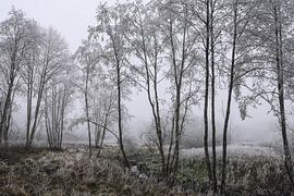 Paysage riverain des lacs de Schwackenreut près de Mulhouse avec brouillard et givre sur BlattArt - Christine Horn