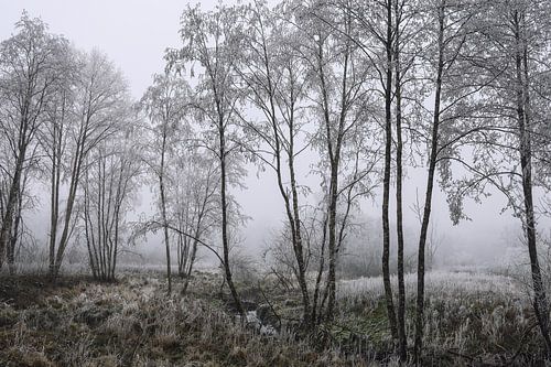 Oeverlandschap van Schwackenreuter gezien bij Mühlingen met mist en rijp