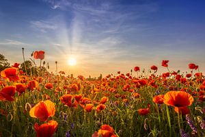 Coquelicots le soir