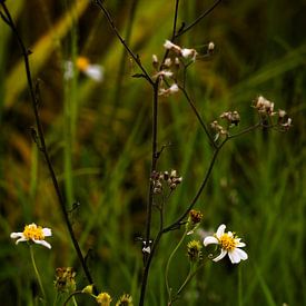Die wilde Schönheit des Behaarten Zweizahns von Frank Photos