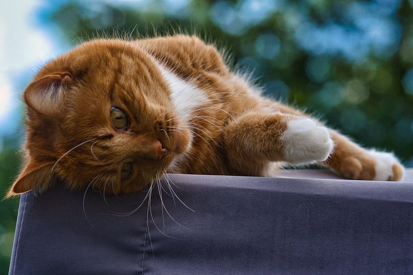 Red and white cat relaxing on a roof by Jolanda de Jong-Jansen