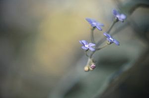Blumen Teil 90