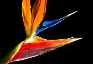 Parrot Blume von Marcel van Balken