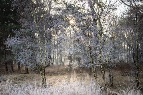 Wolfhezerheide part 88