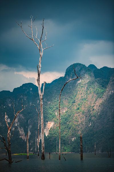 Dead tree in thai lake by Bart Rondeel