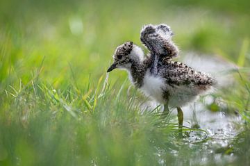 Petite poulette vulnérable d'un vanneau sur Gonnie van de Schans