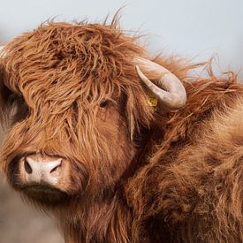 Portret Schotse Hooglander retro van Latifa - Natuurfotografie