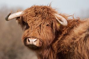 Porträt Schottischer Highlander vintage von Latifa - Natuurfotografie