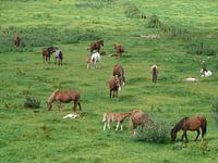 Pferde, friedlich und so schön