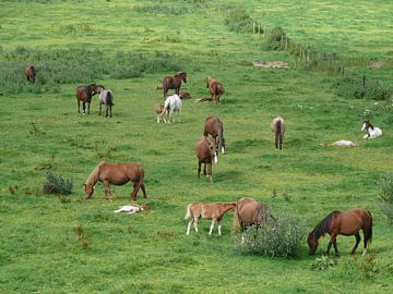 Horses, peaceful and so beautiful by Rita Meijer
