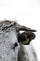 Détails sur les vaches