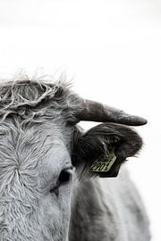 Cows details by Sabine Timman