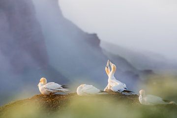 Les fous de Bassan dans le brouillard sur Gerrit Kosters