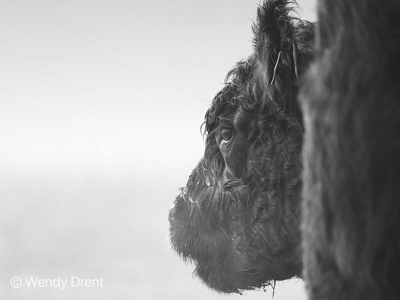 Galloway by Wendy Drent