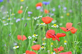  Coquelicots dans un champ de fleurs sauvages sur Jessica Berendsen