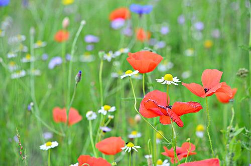 Poppies in a wildflower field