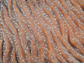 Details of coral, abstract pink by René Weterings