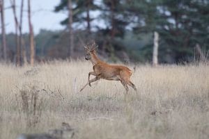 Rehbock auf dem Feld