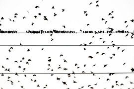 Gruppe Stare auf elektrischem Draht in schwarz und weiß von Marcel van Kammen
