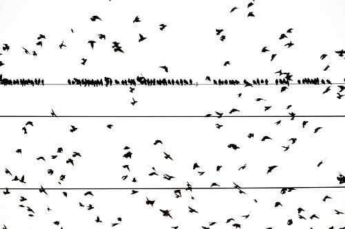 Groep Spreeuwen op stroomdraad in zwartwit