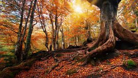 Oude boom met zonnestralen
