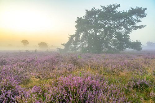 Lever de soleil sur un paysage de bruyères à la Veluwe