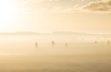 Nebliger Sonnenaufgang Duurswouderheide (Niederlande) von Marcel Kerdijk