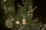 Bokeh-Detail der Nadeln eines Nadelbaums von Kristof Lauwers Miniaturansicht