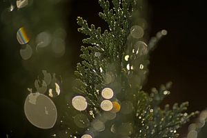Bokeh-Detail der Nadeln eines Nadelbaums