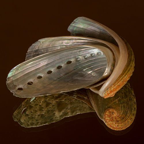 Warme kleuren: Stilleven van drie in elkaar gedraaide schelpen