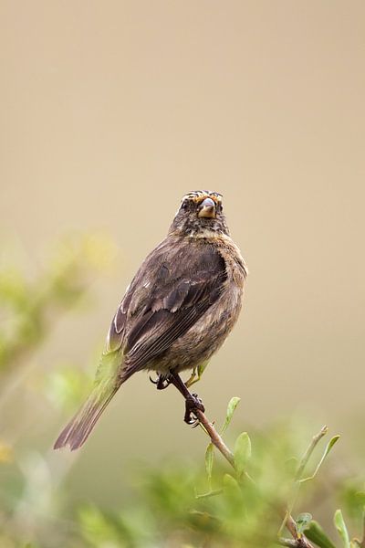 Brown canary (Serinus gularis) by Dirk Rüter