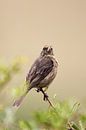 Brown canary (Serinus gularis) by Dirk Rüter thumbnail