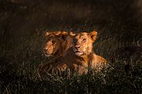 Lion et lionne ensemble au soleil couchant