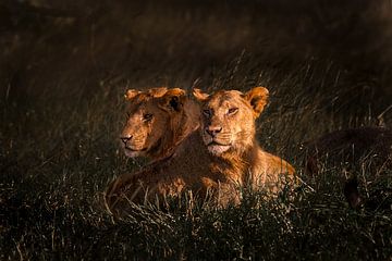 Leeuw en leeuwin samen in de ondergaande zon van Erwin Floor