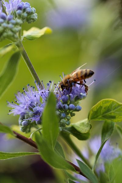 Bei blauer Schönheit von Erwin van Eekhout