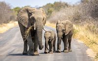 Een groepje olifanten in het Kruger Park Zuid-Afrika. van Claudio Duarte thumbnail