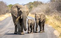 A group of elephants in Kruger Park South Africa.