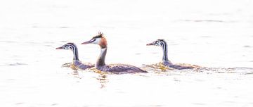 Grebes