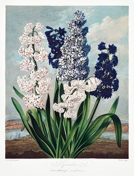 Hyacinten uit The Temple of Flora (1807) door Robert John Thornton. van Frank Zuidam
