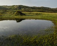 Kikkerpoel Tussen de Duinen