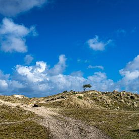 De iconische boom op Arjensduin, Terschelling van Floris van Woudenberg