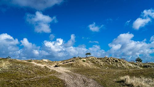 Der ikonische Baum auf dem Arjensduin, Terschelling
