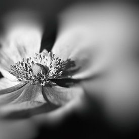 Anemone in schwarz-weiß von Leo Langen
