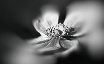 Anemone in black and white