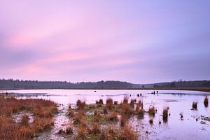 Roze lucht boven het veen von Karla Leeftink