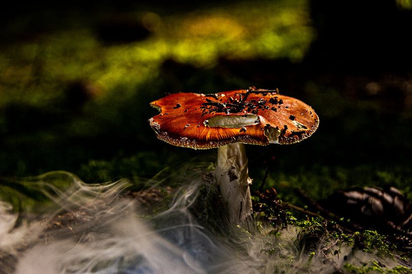 Natur Pilze von Johnny Flash