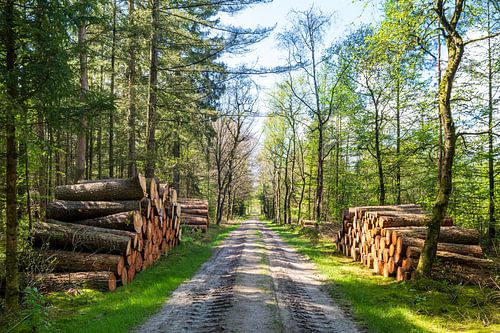 Forest landscape near Drouwen Borger in the province of Drenthe