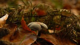 Champignon dans la forêt sur Joep Rumpf
