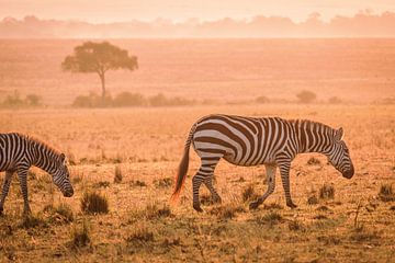 Zebras im nebligen Sonnenaufgang von Simone Janssen